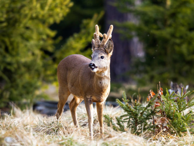 Roe-deer_low-res_02