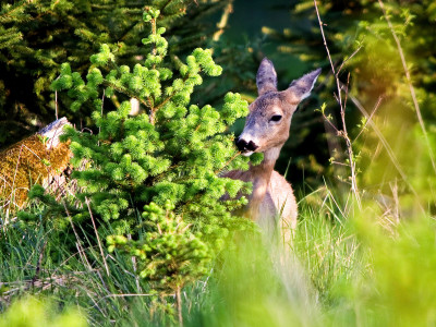Roe-deer_low-res_09