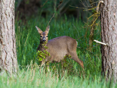Roe-deer_low-res_04