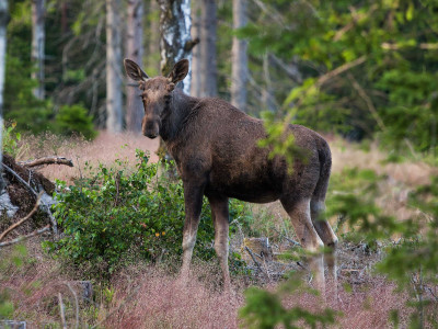 Moose_low-res_01