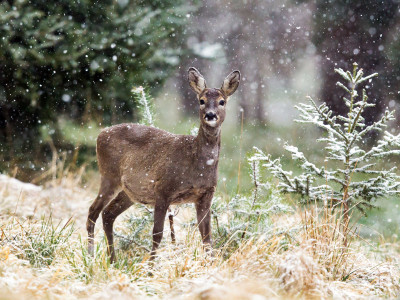Roe-deer_low-res_03
