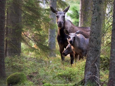 Moose_low-res_02