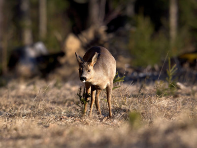 Roe-deer_low-res_07