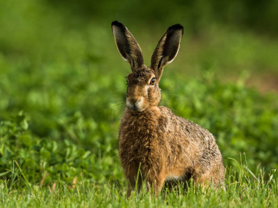 Rabbit_low-res_01