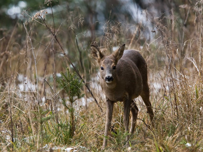 Roe-deer_low-res_06