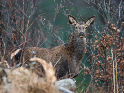 Red-deer_low-res_02