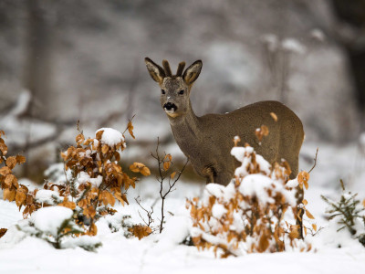 Roe-deer_low-res_08