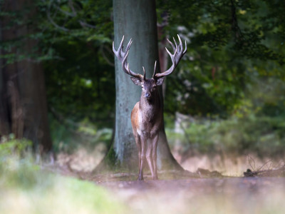 Red-deer_low-res_01