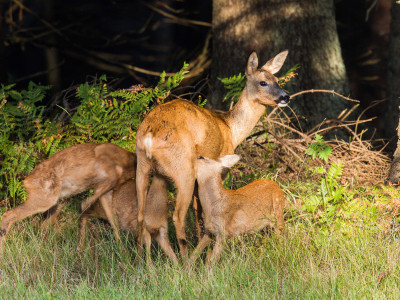 Roe-deer_low-res_05