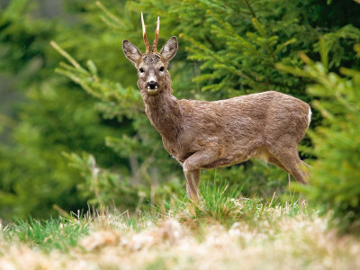 Roe-deer_low-res_10