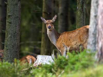 Red-deer_low-res_03