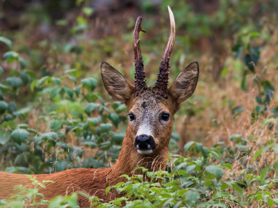 Roe-deer_low-res_11